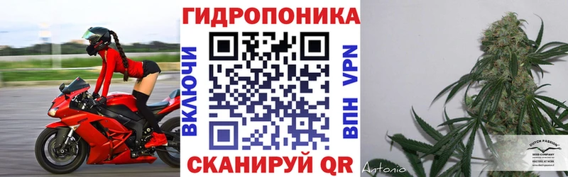 Шишки марихуана MAZAR  Заполярный 